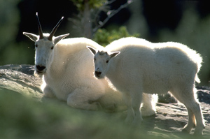 Mountain Goats in Jasper National Park, Alberta